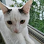 animal_portrait, calm, cat, close_up, curious, domestic_animal, ears, feline, fur, green_eyes, house_pet, indoor, nature_background, pet, quiet, resting, whiskers, white_cat, window_screen, windowsill