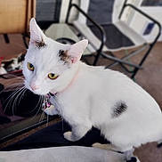 Ashley Weiss joined the competition — help win amazing prizes! animal, black_spots, cat, chair, close_up, collar, companion, curious, domestic_cat, fur, furniture, household, indoor, looking_up, pet, relaxed, sitting, whiskers, white_cat, yellow_eyes