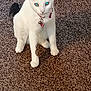 Ashley Weiss joined the competition — help win amazing prizes! alert, animal, bells, black_markings, carpet, cat, closeup, collar, cute, domestic, eyes, feline, fur, indoor, pet, sitting, tags, tail, whiskers, white_cat
