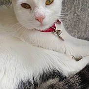 Ashley Weiss is registered to the contest to win money with this photo: animal, cat, closeup, cozy, cute, domestic_cat, feline, fur, indoor, pet, portrait, red_collar, relaxed, resting, sleepy, soft_texture, tail, whiskers, white_cat, yellow_eyes