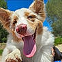dog, close_up, tongue_out, happy, outdoor, blue_sky, fluffy_fur, pet, canine, nature, sunny, smiling, ears, paw, animal, muzzle, tongue, grass, daylight, portrait