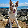 dog, canine, pet, animal, outdoor, nature, rocky_coast, ocean, sky, clouds, sunny, grass, tongue_out, ears_up, sitting, happy, fur, nose, daytime, landscape