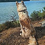 dog, lake, water, sky, clouds, trees, nature, outdoor, fur, animal, sitting, landscape, greenery, collar, pine_needles, bushes, calm, blue_sky, canine, scenic