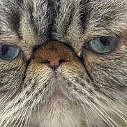 Louie joined the competition — help win amazing prizes! cat, close_up, face, blue_eyes, whiskers, fur, nose, pet, animal, portrait, mammal, feline, texture, soft_light, macro, head, cute, domestic_animal, furry, whisker_spots