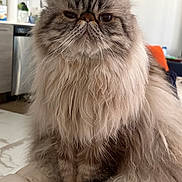 Louie is registered to the contest to win money with this photo: cat, fluffy, long_hair, indoor, pet, feline, sitting, closeup, face, whiskers, fur, domestic_animal, cute, animal, portrait, soft, tabby, home, relaxed, furry