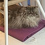 cat, persian_cat, fluffy, indoor, yoga_mat, purple, chair, white_furniture, floor, pet, animal, relaxed, furniture, home, cute, fur, resting, domestic, mammal, cozy