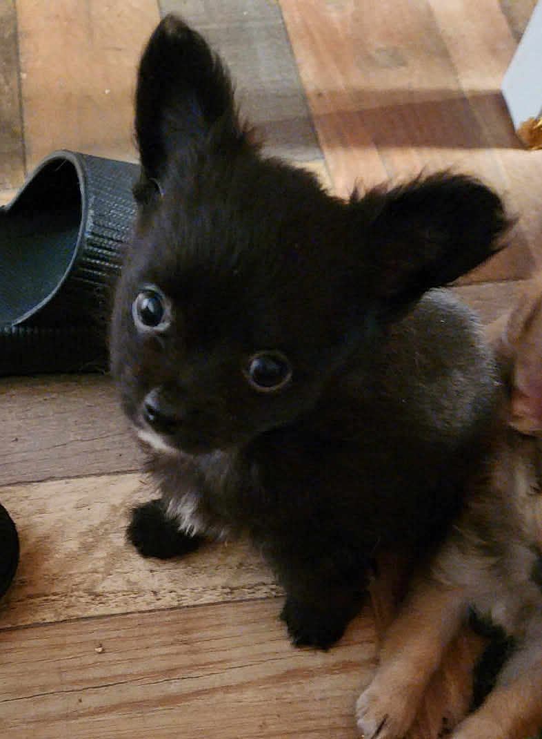 Alex a rejoint le concours — aidez-le/la à gagner de superbes lots ! puppy, dog, black, fur, pet, animal, indoor, wooden_floor, slipper, cute, small, young, ears, eyes, sitting, looking_up, domestic, companion, friend, adorable