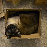 Jill joined the competition — help win amazing prizes! cat, box, cardboard, pet, feline, siamese, carpet, indoor, cute, wide_eyes, curled_up, looking_up, collar, fur, whiskers, close_up, cozy, playful, sitting, container