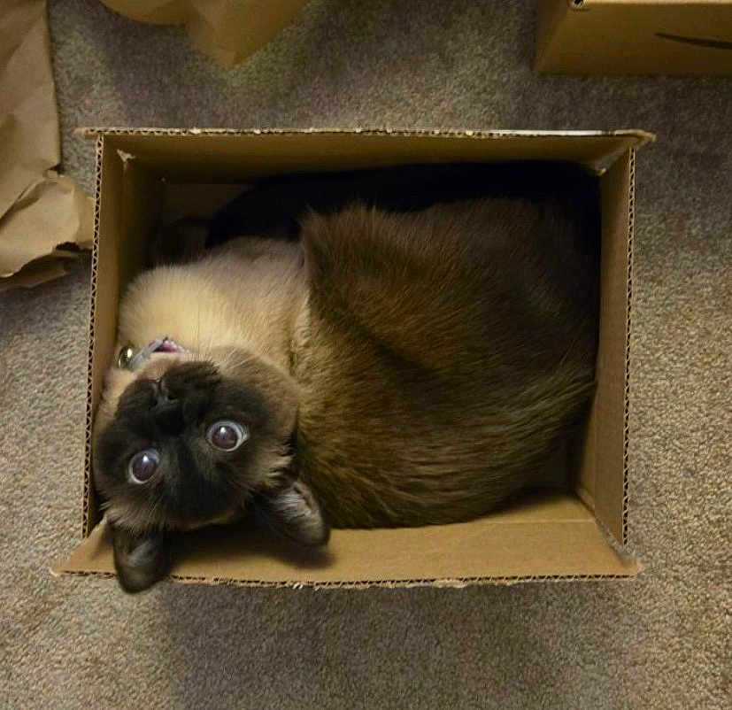 Jill joined the competition — help win amazing prizes! cat, box, cardboard, pet, feline, siamese, carpet, indoor, cute, wide_eyes, curled_up, looking_up, collar, fur, whiskers, close_up, cozy, playful, sitting, container