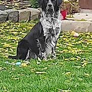 Bandit a rejoint le concours — aidez-le/la à gagner de superbes lots ! animal, backyard, black_and_white, canine, daylight, dog, fence, garden, grass, lawn, leaves, nature, outdoor, pet, plant, quiet, shrub, sitting, stone, yard