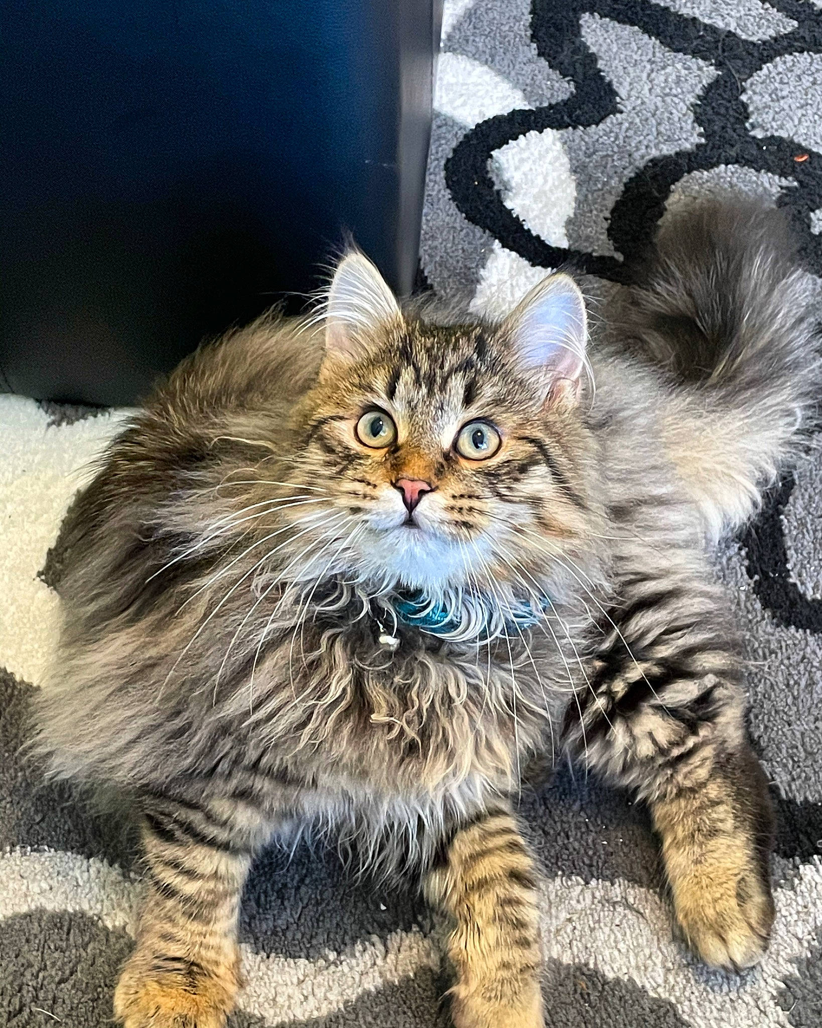 Pushkin is registered to the contest to win money with this photo: carnivore, cat, claw, domestic_short_haired_cat, electric_blue, fawn, felidae, fur, grass, mammal, paw, photo_caption, plant, small_to_medium_sized_cats, snout, tail, terrestrial_animal, whiskers, wildlife