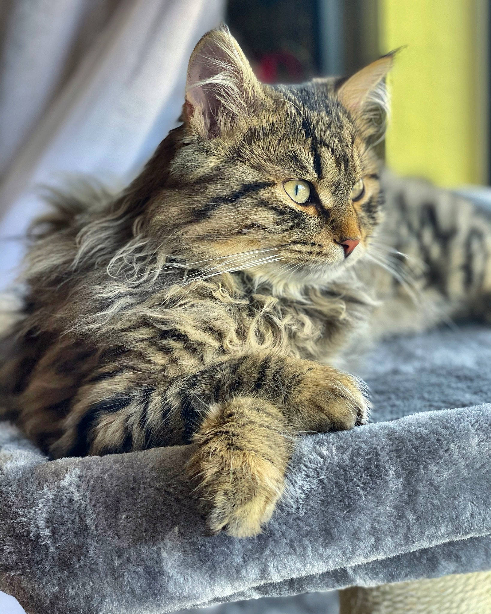 Pushkin joined the competition — help win amazing prizes! carnivore, cat, claw, domestic_short_haired_cat, felidae, foot, fur, paw, sitting, small_to_medium_sized_cats, snout, tail, terrestrial_animal, tree, whiskers, wildlife