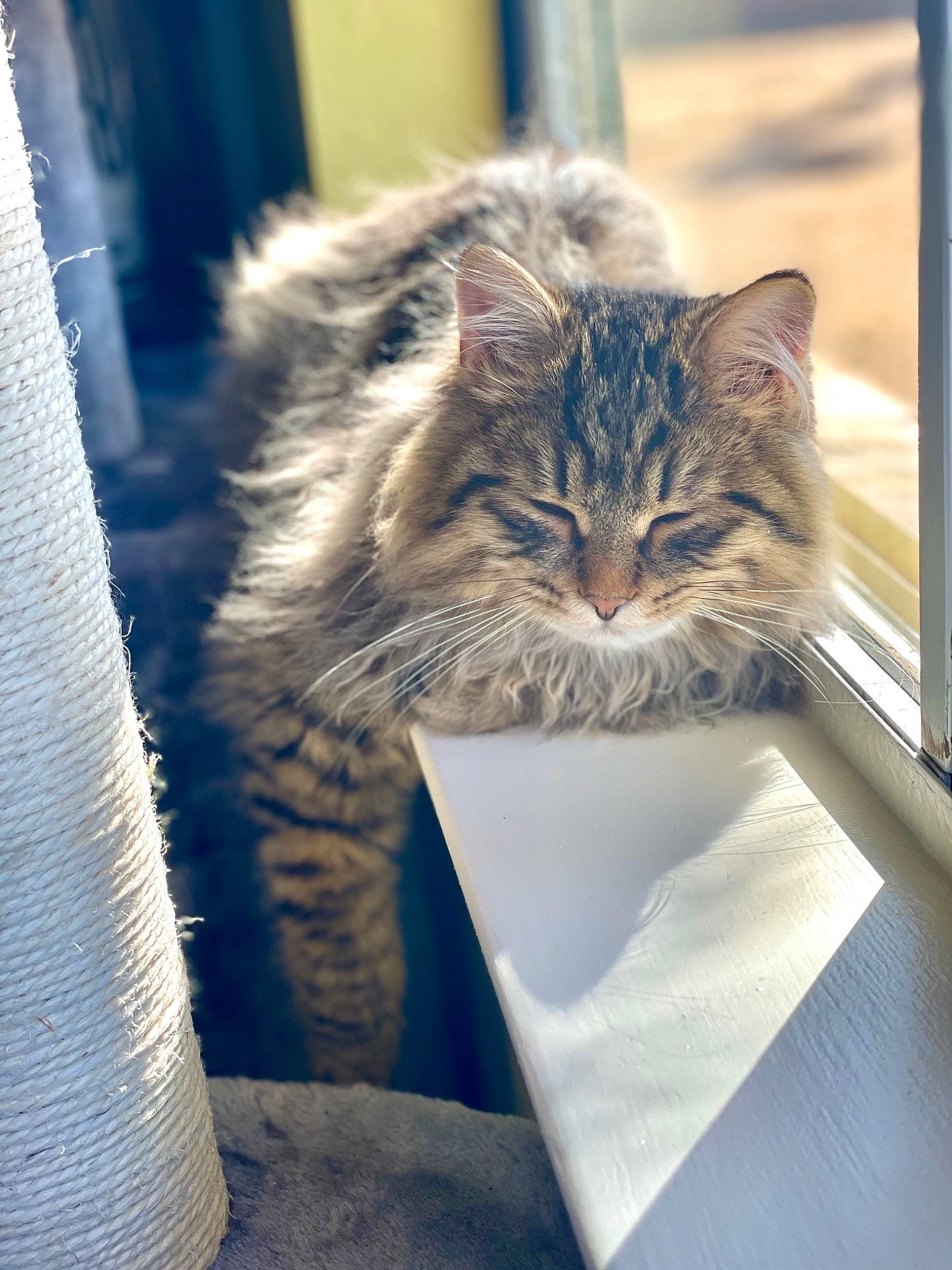 Pushkin is registered to the contest to win money with this photo: box, carnivore, cat, claw, domestic_short_haired_cat, felidae, fur, maine_coon, plant, small_to_medium_sized_cats, snout, street_light, terrestrial_animal, tree, whiskers, window, wood