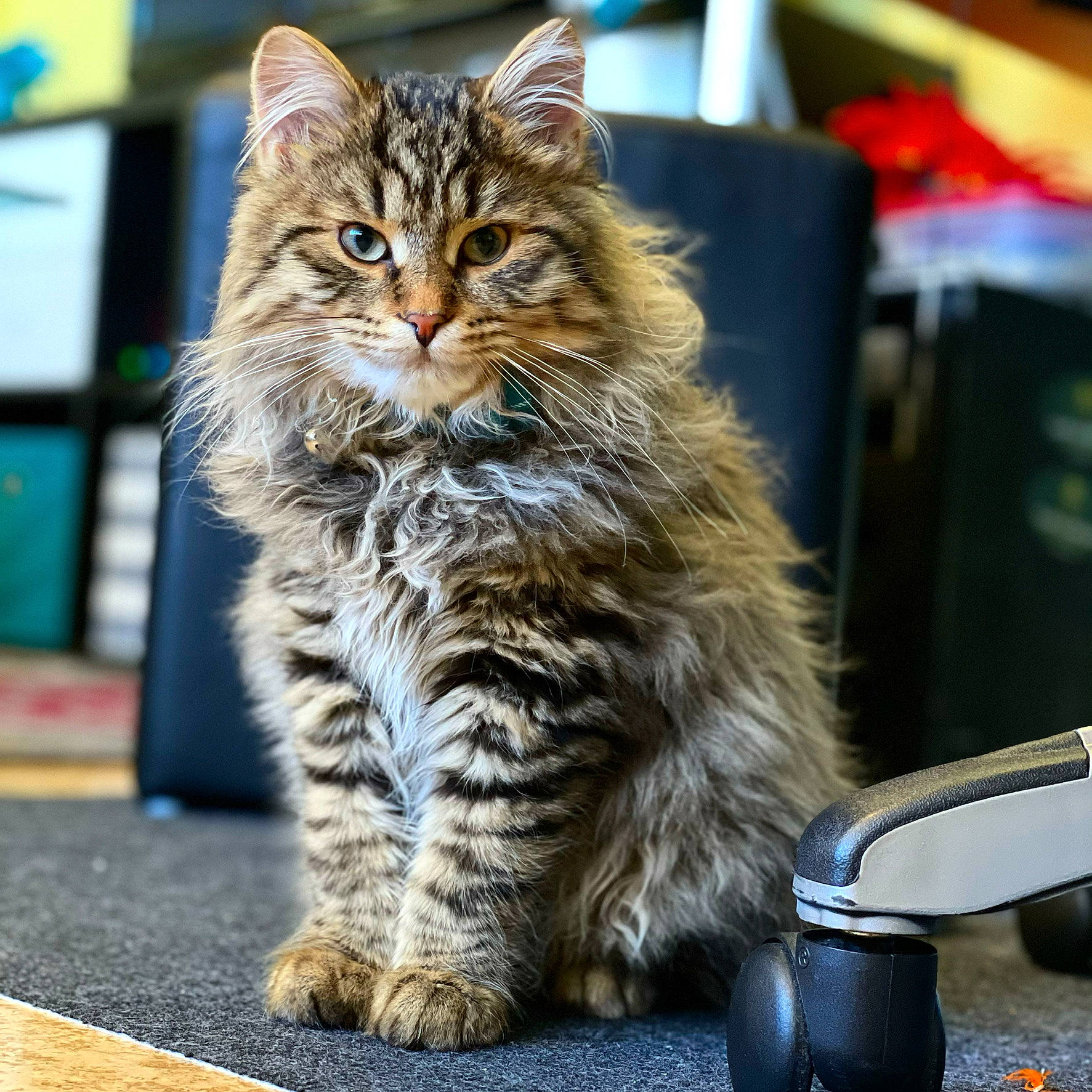Pushkin joined the competition — help win amazing prizes! automotive_tire, bumper, carnivore, cat, claw, domestic_short_haired_cat, felidae, fur, maine_coon, paw, siberian, sitting, small_to_medium_sized_cats, snout, tail, whiskers