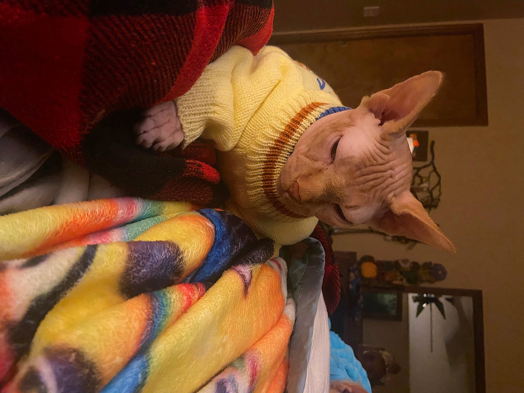 Dexter joined the competition — help win amazing prizes! art, carmine, child, felidae, flesh, fun, fur, gesture, human_body, human_leg, jaw, mouth, nose, pattern, room, sculpture, small_to_medium_sized_cats, tail, textile, visual_arts