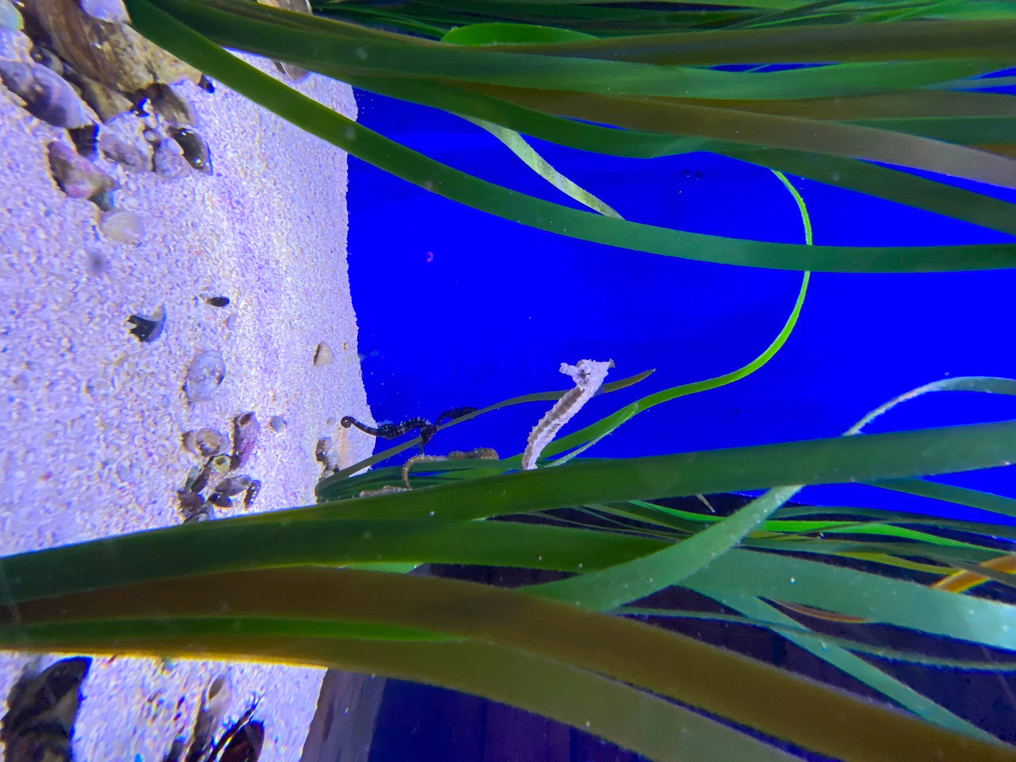 Dexter is registered to the contest to win money with this photo: aquatic_plant, art, azure, dew, electric_blue, flowering_plant, fluid, graphics, grass, liquid, macro_photography, moisture, natural_material, organism, pattern, plant_stem, science, terrestrial_plant, visual_arts, water