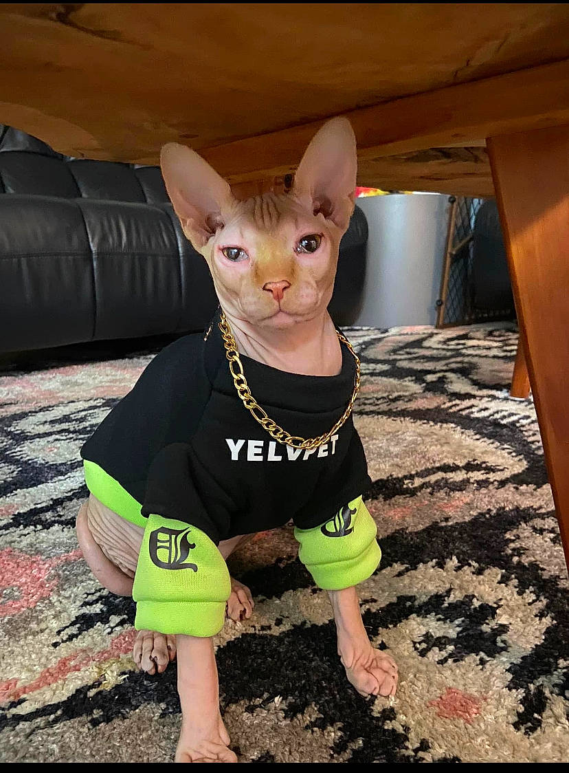 Dexter is registered to the contest to win money with this photo: canidae, carnivore, companion_dog, dog, dog_breed, dog_clothes, dog_supply, fawn, felidae, flooring, fur, head, human_body, human_leg, snout, sportswear, terrestrial_animal, toy_dog, whiskers, working_animal