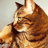 Pitchoune participe au concours pour gagner de l'argent avec cette photo : cat, tabby, close_up, profile, animal, pet, feline, whiskers, fur, striped, yellow_eye, indoor, sunlight, portrait, cute, mammal, face, looking_away, relaxed, domestic_cat