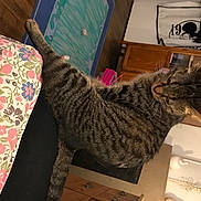 Pitchoune a rejoint le concours — aidez-le/la à gagner de superbes lots ! asian, california_spangled, carnivore, cat, domestic_short_haired_cat, dragon_li, egyptian_mau, european_shorthair, felidae, fur, ocicat, pixie_bob, small_to_medium_sized_cats, tabby_cat, tail, whiskers