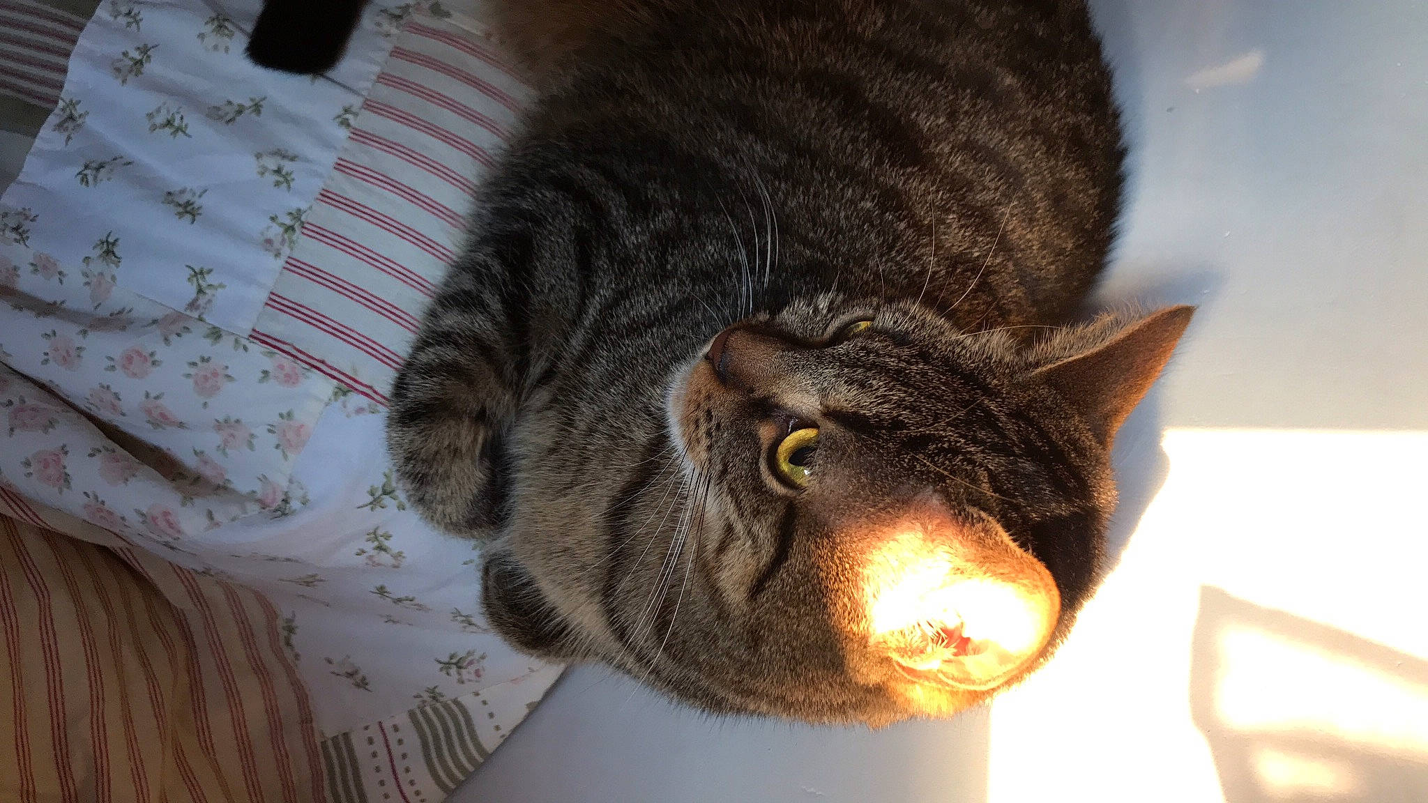 Pitchoune participe au concours pour gagner de l'argent avec cette photo : california_spangled, carnivore, cat, domestic_short_haired_cat, dragon_li, ear, european_shorthair, felidae, fur, mammal, small_to_medium_sized_cats, snout, tabby_cat, whiskers