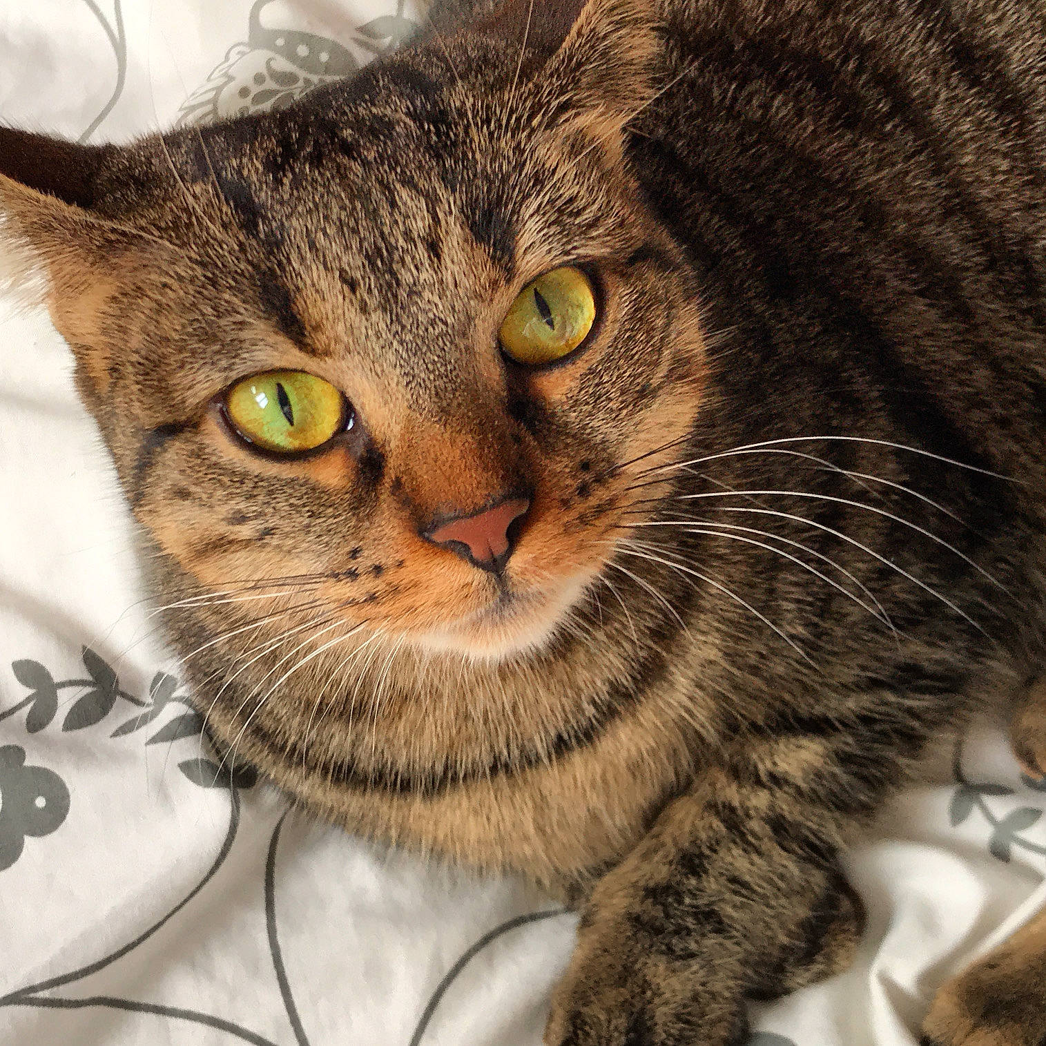 Pitchoune a rejoint le concours — aidez-le/la à gagner de superbes lots ! american_shorthair, american_wirehair, asian, australian_mist, carnivore, cat, close_up, domestic_short_haired_cat, dragon_li, european_shorthair, eye, felidae, fur, kitten, mammal, pixie_bob, small_to_medium_sized_cats, snout, tabby_cat, whiskers