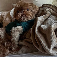 Theo is registered to the contest to win money with this photo: dog, small_dog, shaggy_dog, brown_fur, fluffy, sweater, knitwear, blanket, bed, bedroom, indoors, portrait, pet, companion_animal, sitting, relaxed, looking_at_camera, long_hair, cozy, soft_lighting