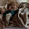 dog, small_dog, shaggy_dog, brown_fur, fluffy, sweater, knitwear, blanket, bed, bedroom, indoors, portrait, pet, companion_animal, sitting, relaxed, looking_at_camera, long_hair, cozy, soft_lighting