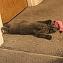 Flossie is registered to the contest to win money with this photo: cat, gray_cat, carpet, indoor, pet, relaxed, feline, toy, pink_toy, fluffy, lying_down, floor, animal, domestic_animal, resting, cute, cozy, home, sleepy, playful