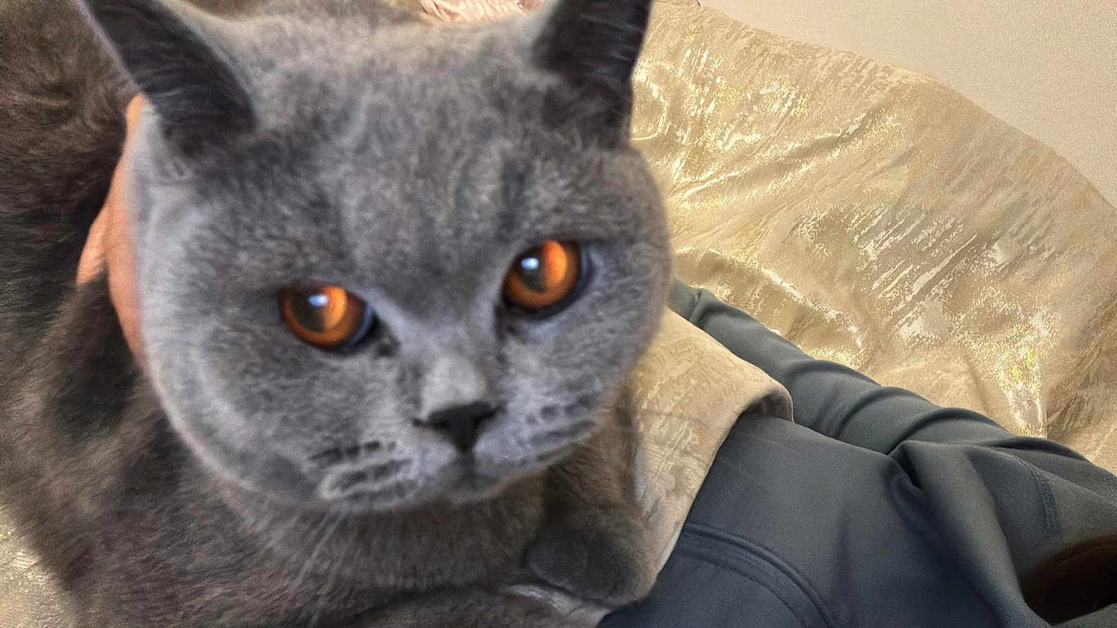 Flossie joined the competition — help win amazing prizes! cat, grey_cat, orange_eyes, close_up, pet, feline, indoor, soft_texture, fabric, person, blue_clothing, curious, whiskers, ears, cute, animal, domestic, furry, face, sitting