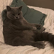 Flossie is registered to the contest to win money with this photo: cat, gray_cat, fluffy, bed, pillow, indoor, cozy, pet, feline, resting, fur, animal, cute, domestic_cat, sleepy, whiskers, ears, tail, comfort, relaxed