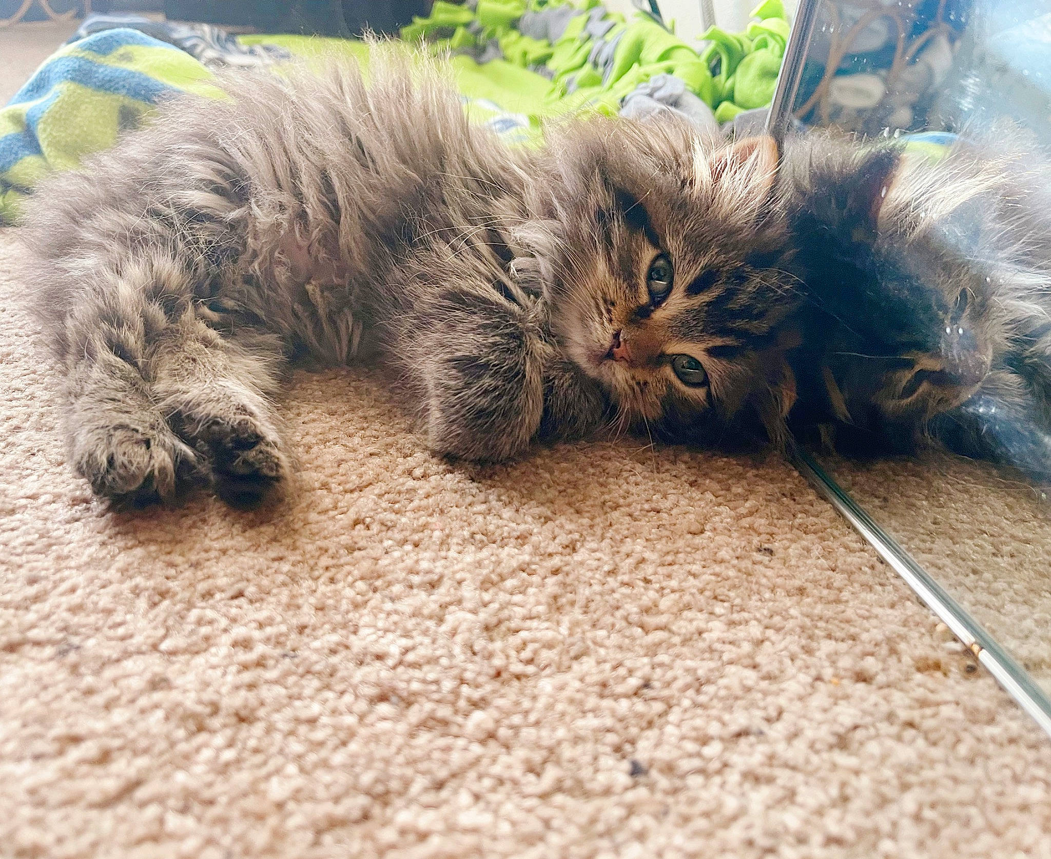 Carti joined the competition — help win amazing prizes! carnivore, cat, claw, comfort, domestic_short_haired_cat, felidae, flooring, foot, fur, grass, maine_coon, nap, paw, small_to_medium_sized_cats, snout, soil, tail, terrestrial_animal, whiskers