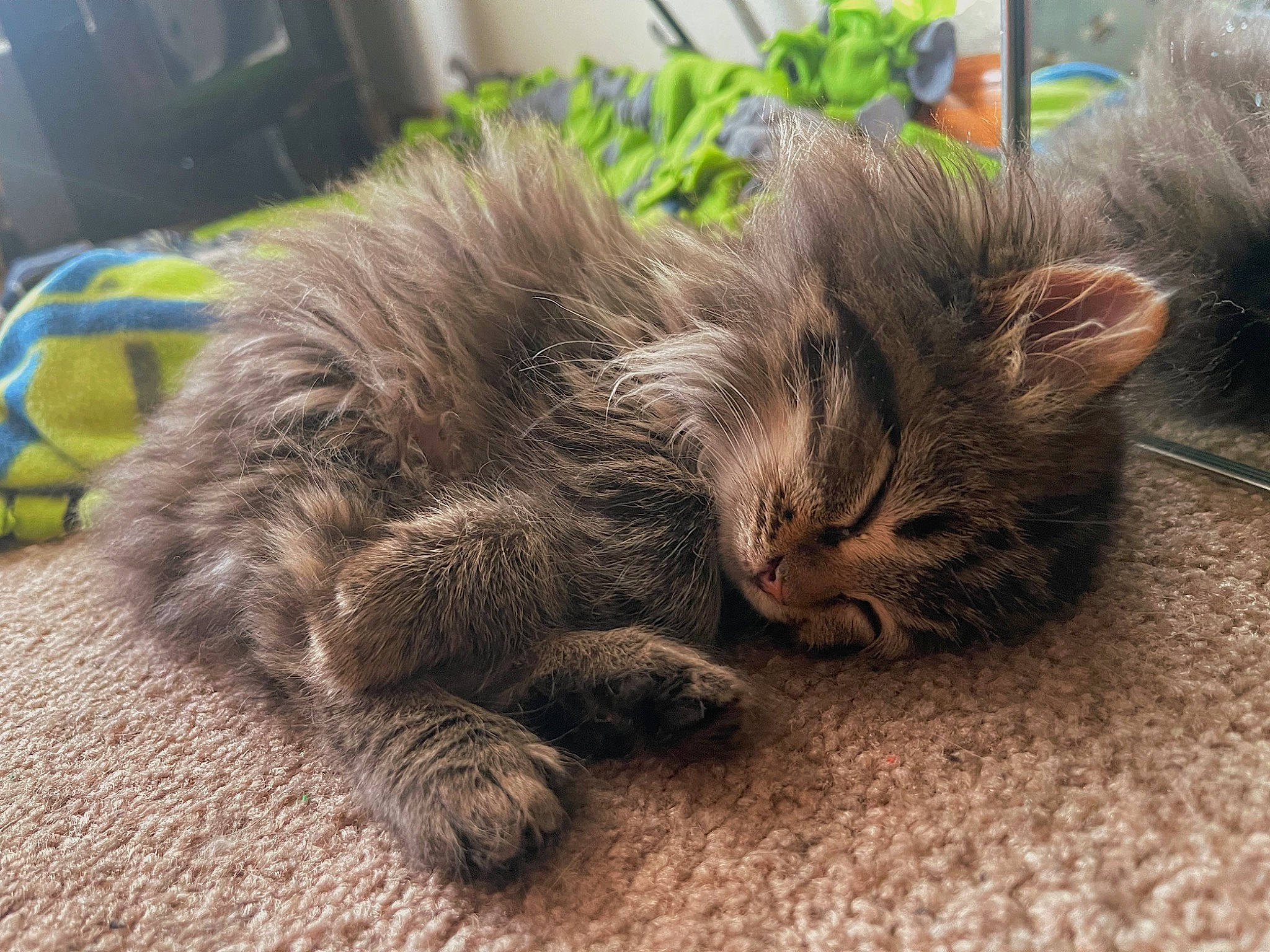 Carti is registered to the contest to win money with this photo: british_longhair, carnivore, cat, claw, comfort, domestic_short_haired_cat, fawn, felidae, fur, grey, human_leg, nap, paw, plant, sitting, small_to_medium_sized_cats, snout, tail, terrestrial_animal, whiskers