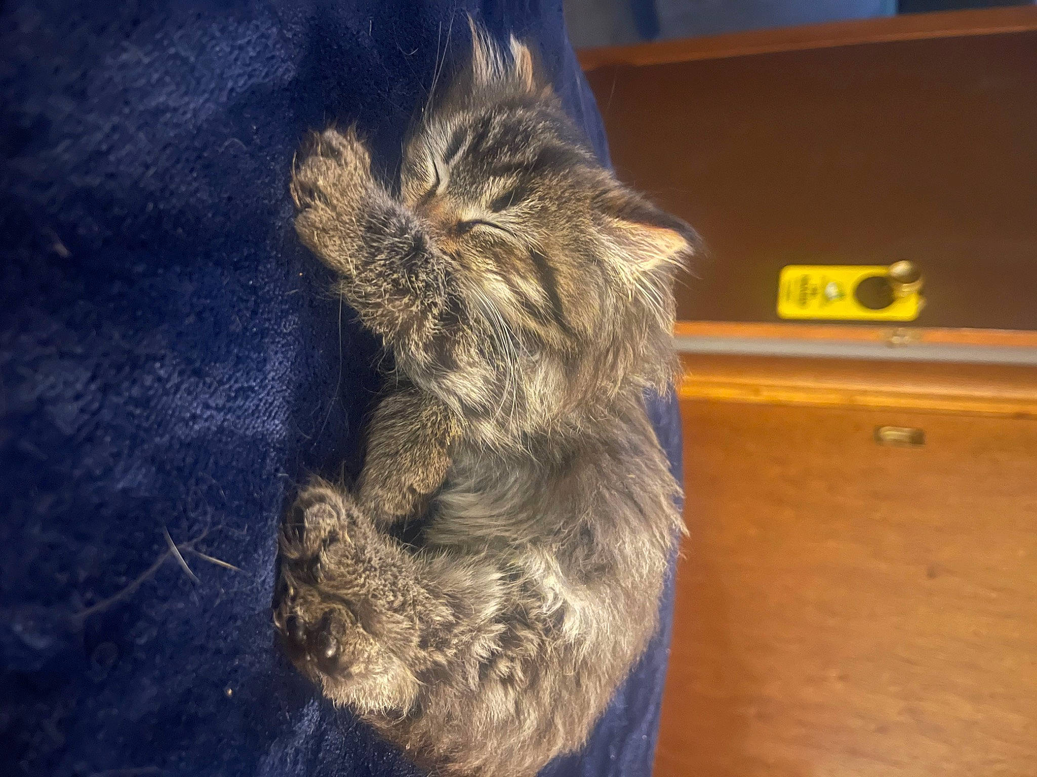 Carti is registered to the contest to win money with this photo: box, claw, companion_dog, dog_breed, electric_blue, felidae, fur, liver, paw, small_to_medium_sized_cats, sporting_group, tail, terrestrial_animal, terrier, whiskers, wood