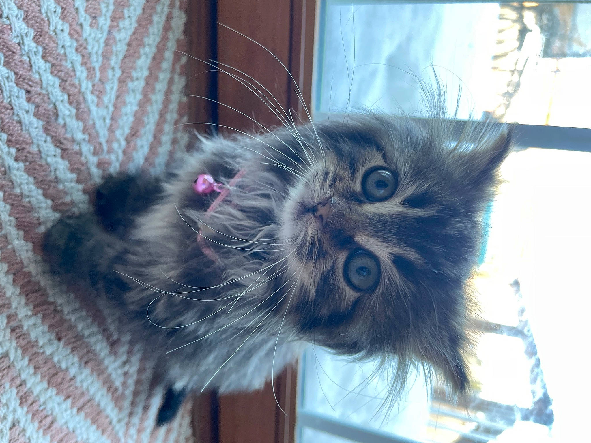 Carti joined the competition — help win amazing prizes! animal_shelter, black_cat, carnivore, cat, claw, domestic_short_haired_cat, electric_blue, eye, felidae, fur, paw, plant, small_to_medium_sized_cats, snout, tail, terrestrial_animal, whiskers, window