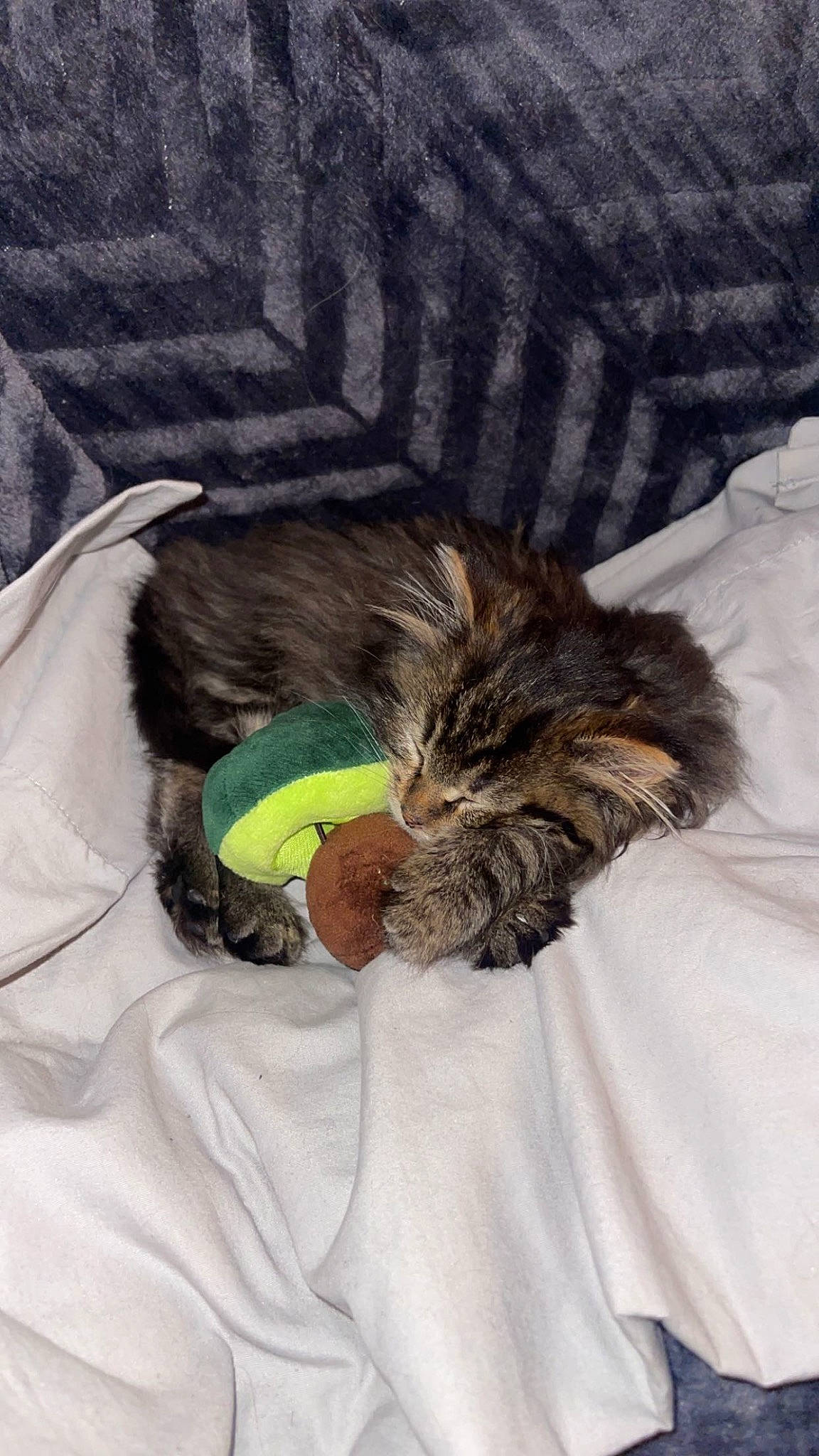 Carti joined the competition — help win amazing prizes! bed, canidae, carnivore, cat, claw, comfort, companion_dog, dog_breed, domestic_short_haired_cat, felidae, fur, linens, mammal, nap, sleeve, small_to_medium_sized_cats, sporting_group, tail, textile, whiskers