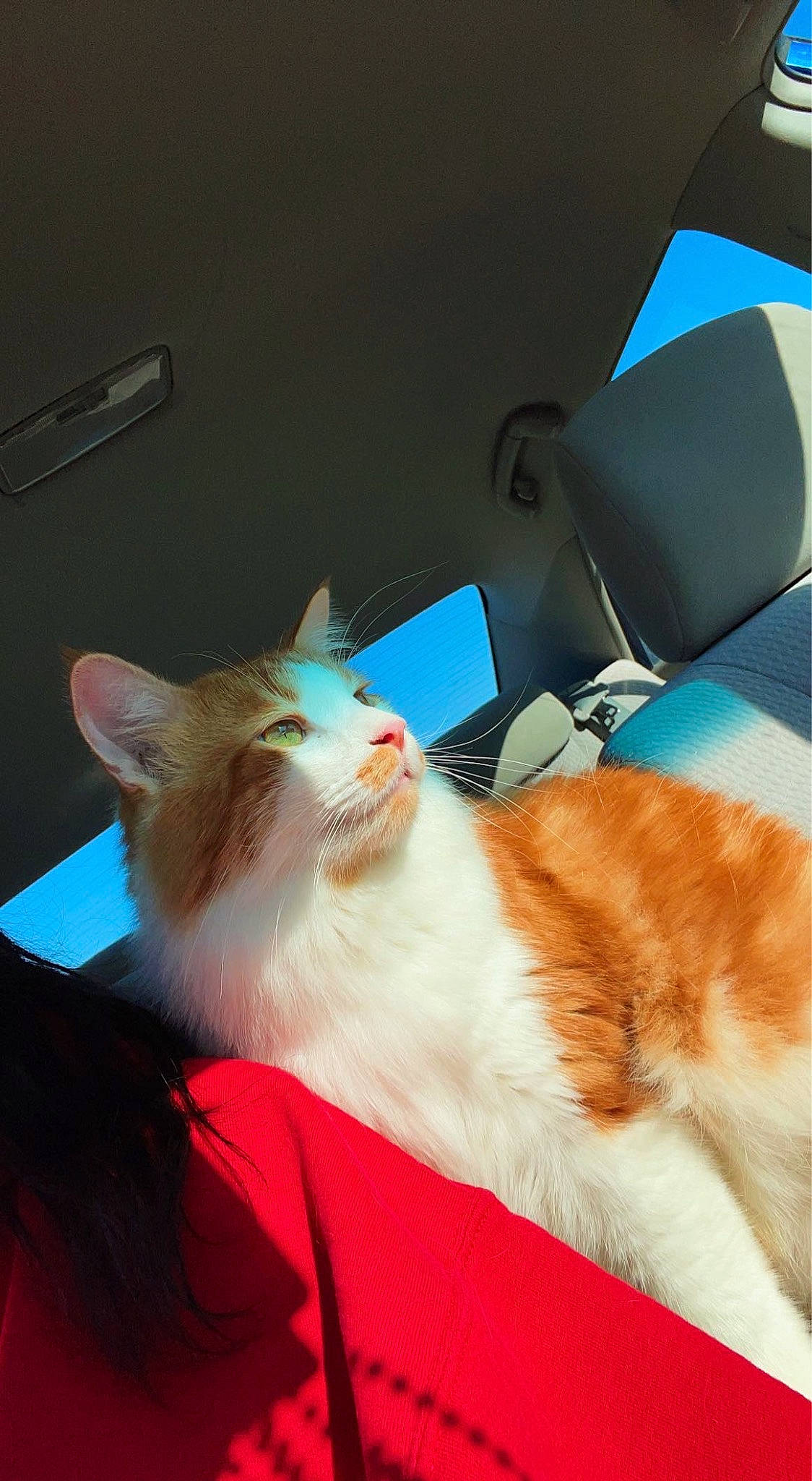 Gucci joined the competition — help win amazing prizes! carnivore, cat, claw, comfort, domestic_short_haired_cat, fawn, felidae, fur, lap, paw, sitting, small_to_medium_sized_cats, snout, tail, whiskers, window, windshield