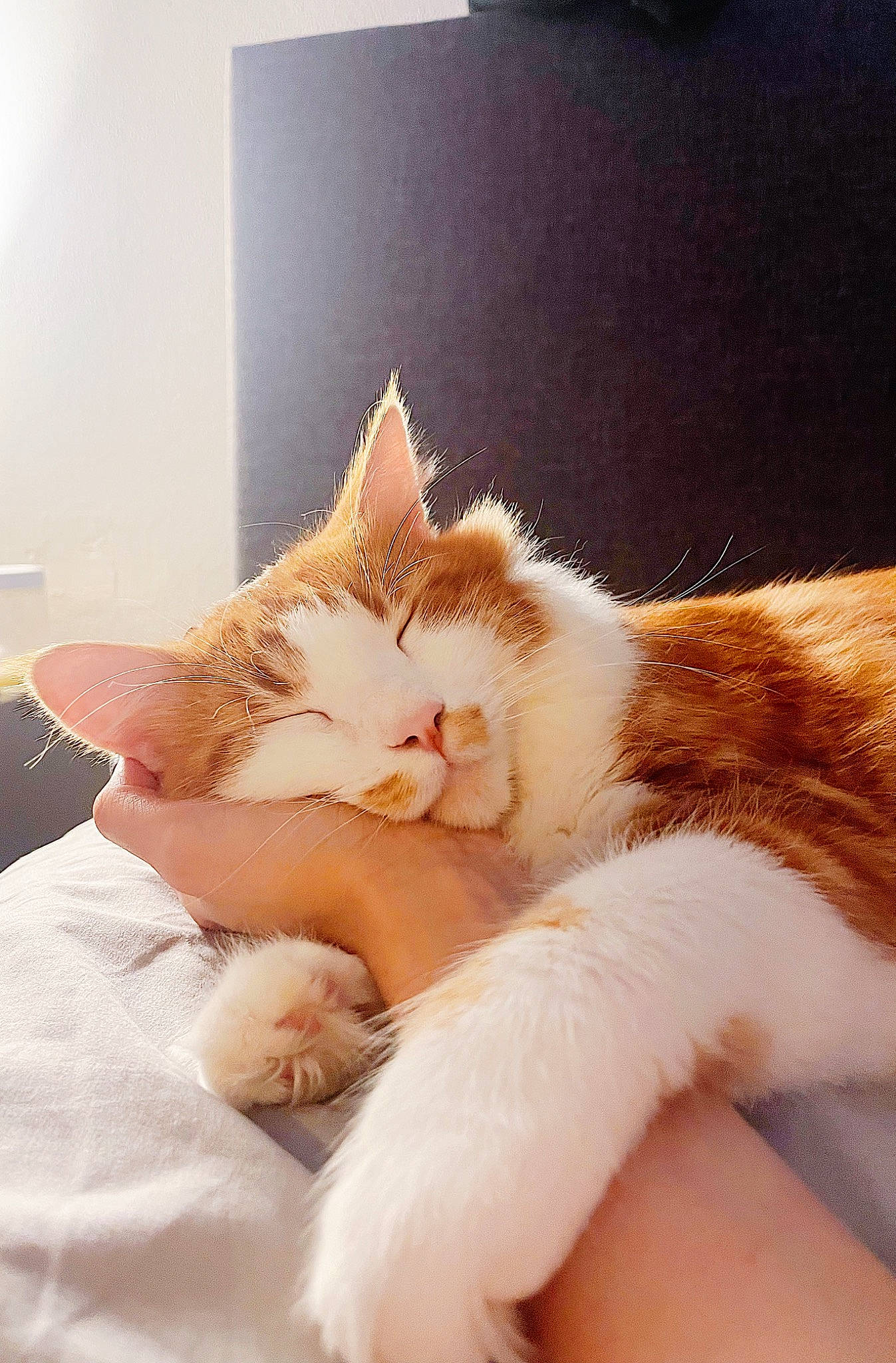 Gucci joined the competition — help win amazing prizes! bed, carnivore, cat, comfort, ear, eye, fawn, felidae, foot, gesture, head, human_body, human_leg, leg, paw, small_to_medium_sized_cats, snout, tail, whiskers, window