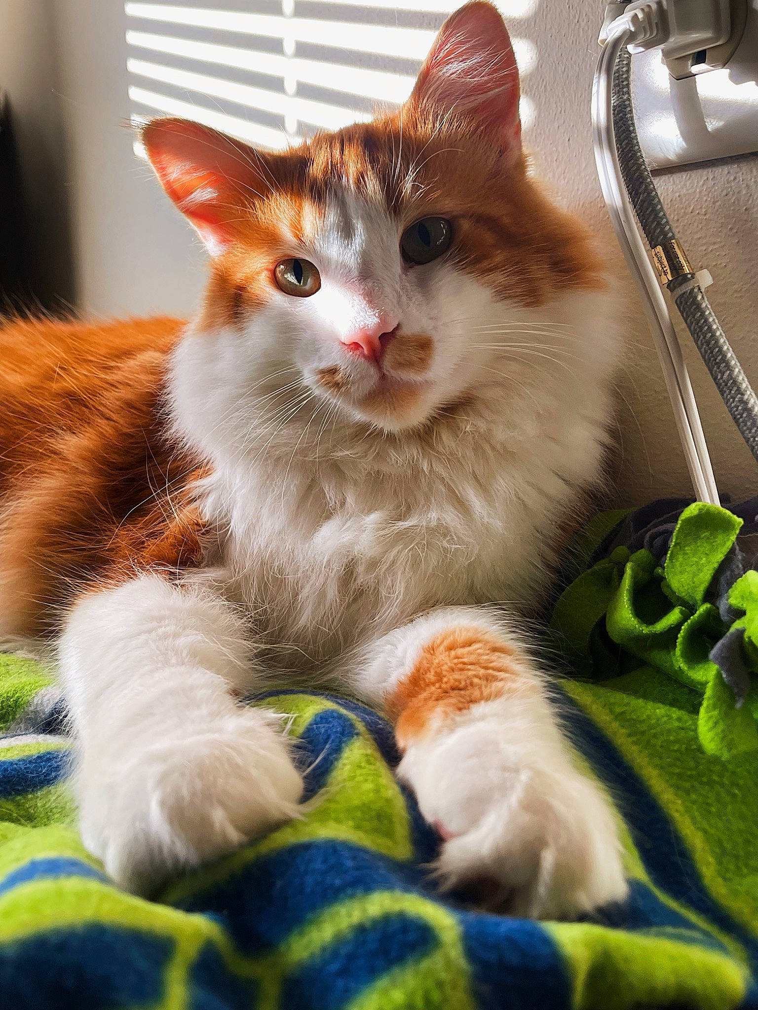 Gucci is registered to the contest to win money with this photo: carnivore, cat, claw, domestic_short_haired_cat, fawn, felidae, foot, fur, grass, paw, plant, sitting, small_to_medium_sized_cats, snout, tail, whiskers, window