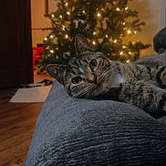 Bella is registered to the contest to win money with this photo: cat, tabby_cat, cushion, christmas_tree, lights, indoor, wooden_floor, decor, holiday, feline, pet, cozy, relaxed, curious, soft_texture, warm_lighting, home, resting, animal, portrait