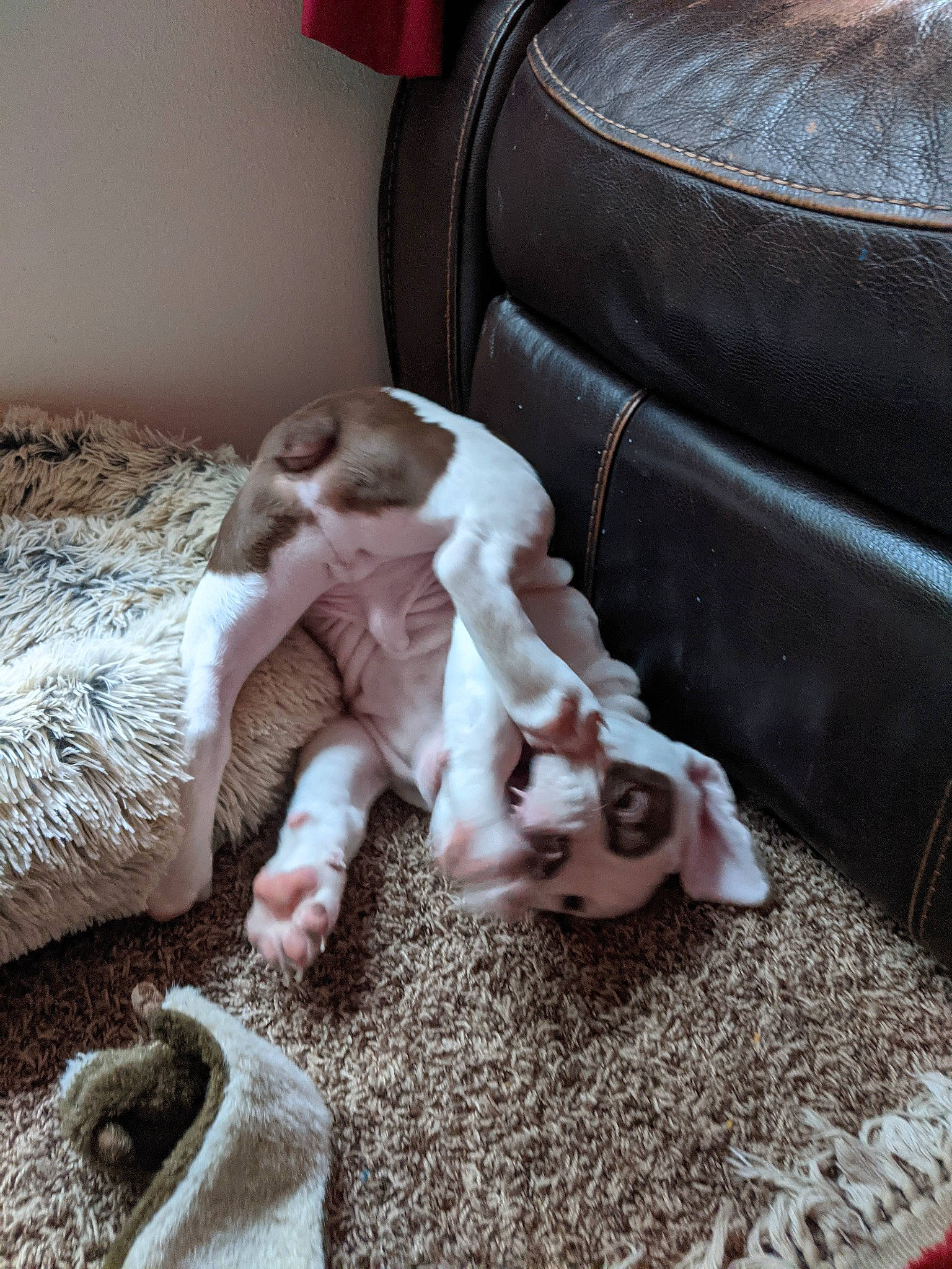 Hoku is registered to the contest to win money with this photo: armrest, car_seat, carnivore, carpet, comfort, companion_dog, couch, dog, dog_breed, fawn, felidae, flooring, fur, hardwood, linens, luggage_and_bags, room, tail, toy_dog, wood