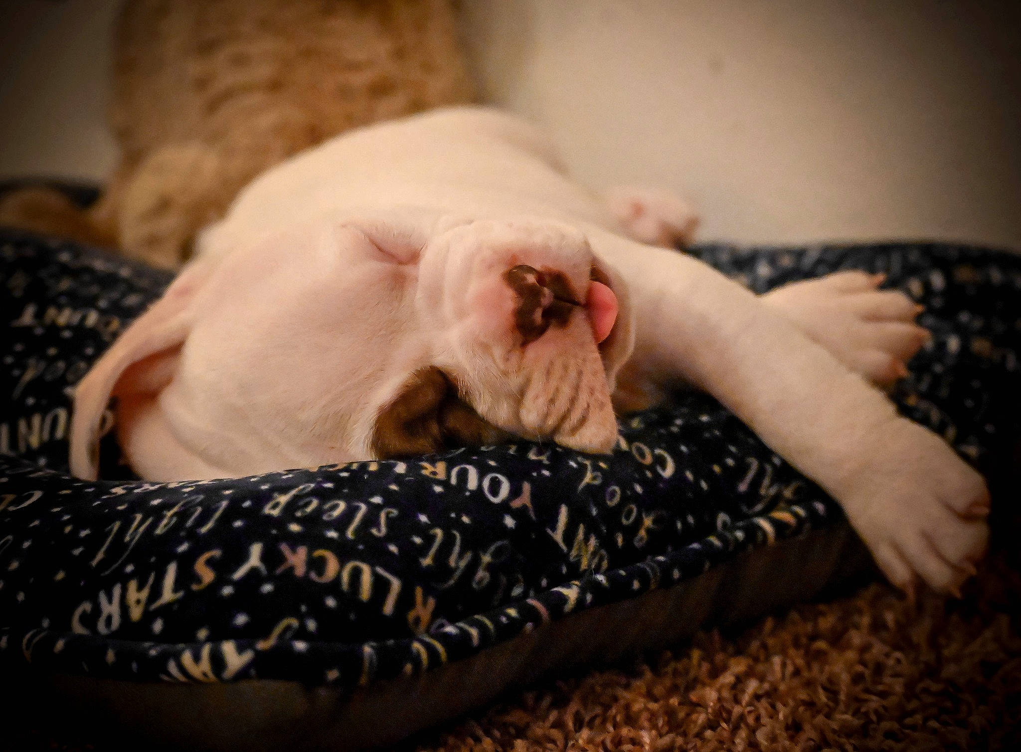 Hoku is registered to the contest to win money with this photo: bed, carnivore, cat, comfort, companion_dog, dog_breed, fawn, felidae, foot, fur, gesture, human_leg, leg, linens, nail, paw, small_to_medium_sized_cats, snout, tail, whiskers