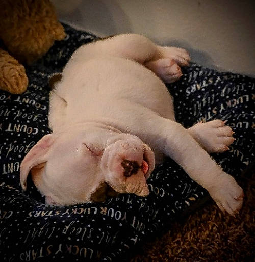 Hoku is registered to the contest to win money with this photo: bedding, bulldog, carnivore, cloud, comfort, companion_dog, dog_breed, fawn, felidae, foot, gesture, leg, linens, nail, paw, small_to_medium_sized_cats, snout, tail, toy_dog, whiskers