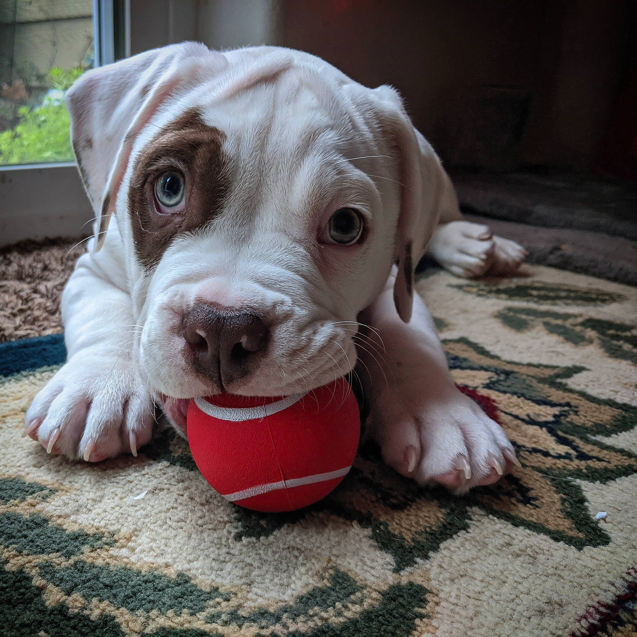 Hoku joined the competition — help win amazing prizes! canidae, carmine, carnivore, collar, companion_dog, cordoba_fighting_dog, dog, dog_breed, dog_collar, fawn, flooring, non_sporting_group, pet_supply, plant, snout, sporting_group, terrestrial_animal, whiskers, working_animal, wrinkle