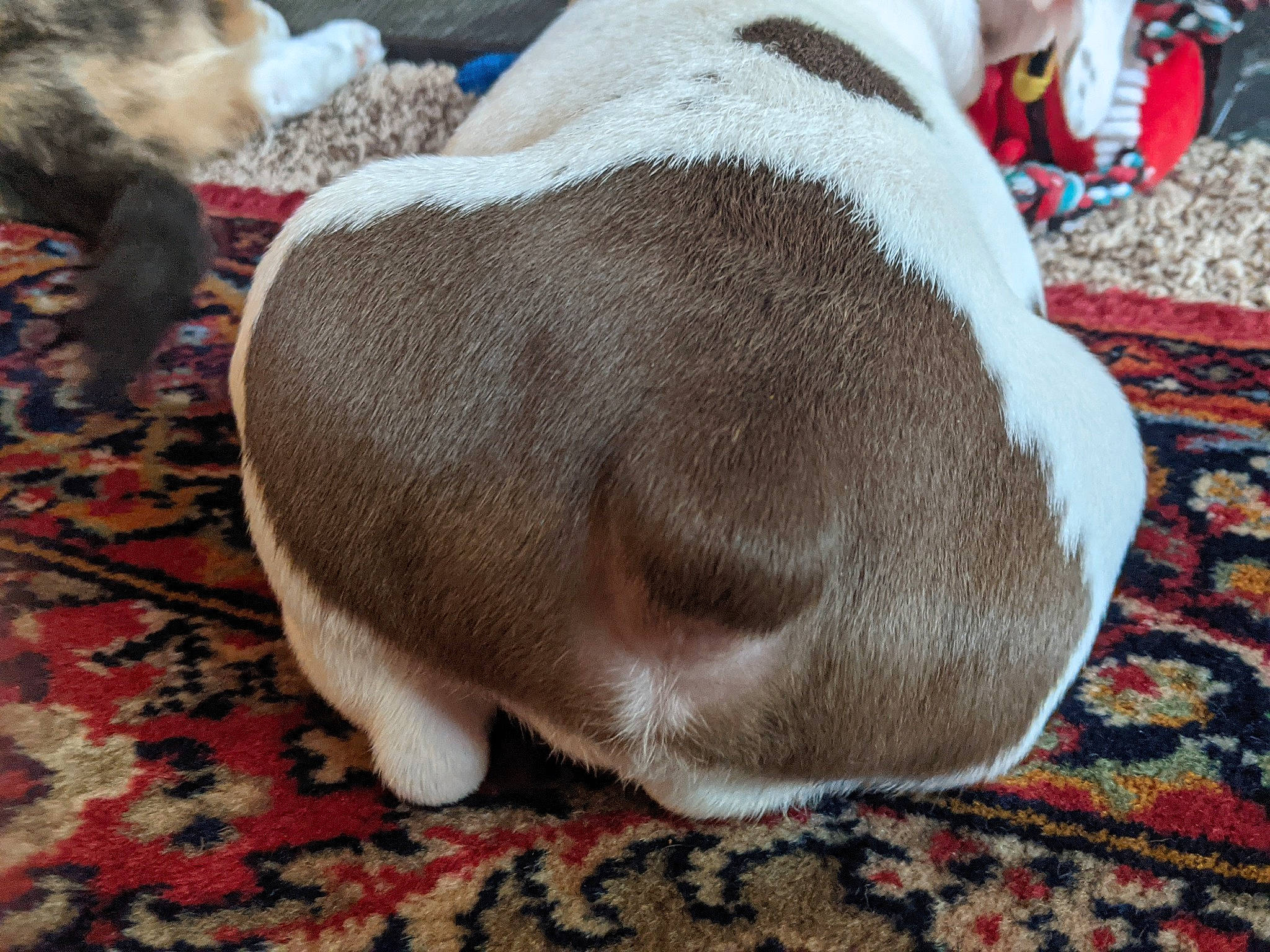 Hoku is registered to the contest to win money with this photo: canidae, carmine, carnivore, comfort, companion_dog, dog, dog_breed, fawn, felidae, fur, grey, linens, liver, nap, non_sporting_group, snout, sporting_group, terrestrial_animal, working_animal