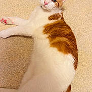 Pretty Boy joined the competition — help win amazing prizes! animal, cat, curious, cute, domestic_animal, ears, feline, floor, fluffy, fur, indoor, looking, lounging, lying_down, orange_and_white, pet, pink_nose, relaxed, tail, whiskers