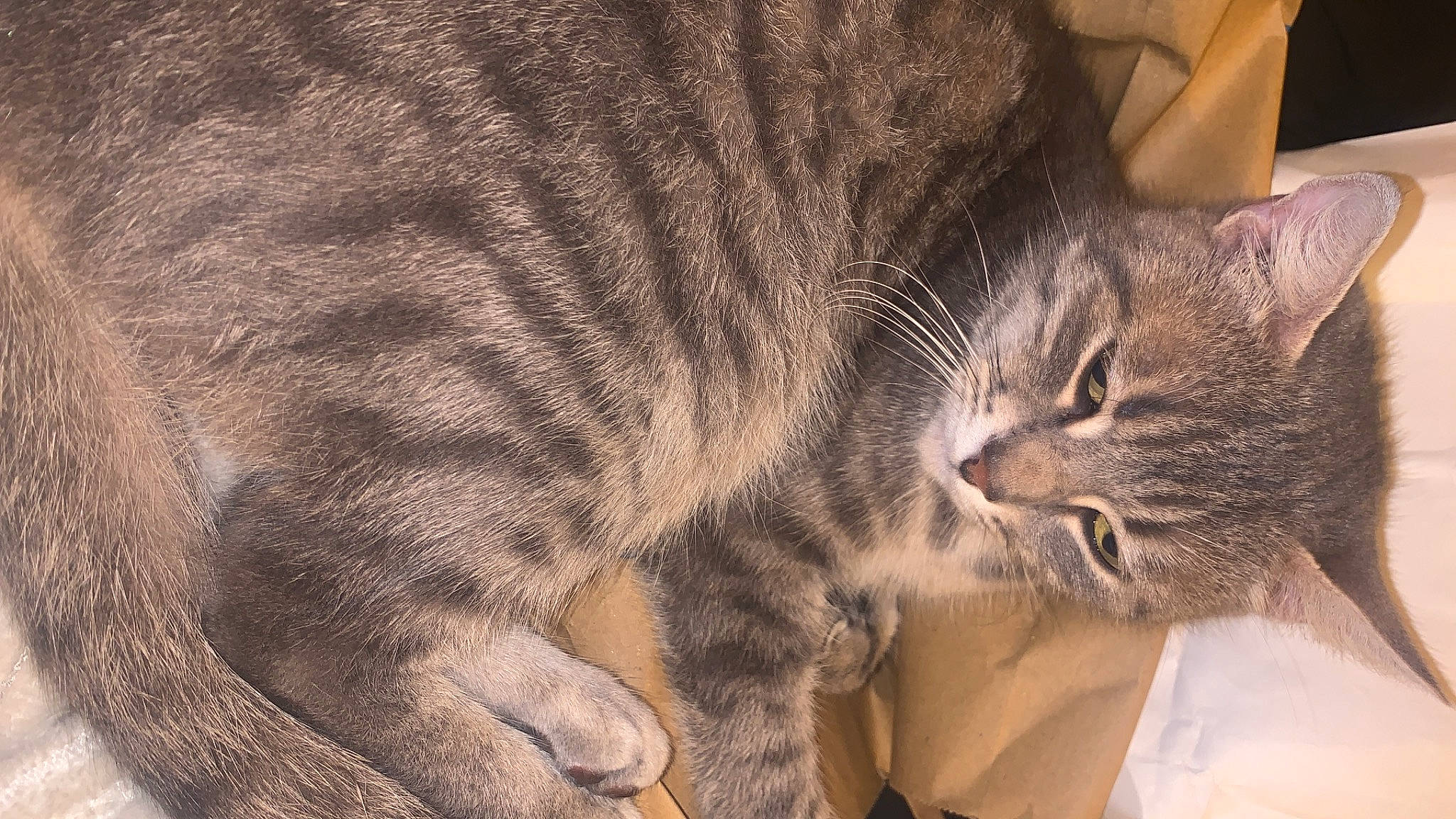 Nikki participe au concours pour gagner de l'argent avec cette photo : carnivore, cat, claw, comfort, domestic_short_haired_cat, ear, eye, felidae, fur, nap, paw, sleep, small_to_medium_sized_cats, snout, tail, terrestrial_animal, whiskers, wood, wrinkle