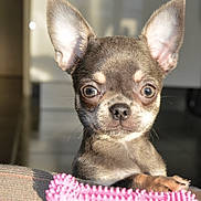 Violette participe au concours pour gagner de l'argent avec cette photo : animal, chihuahua, closeup, cute, dog, domestic, ears, expression, face, fur, indoor, looking, pet, pink, portrait, puppy, small, toy, whiskers, young