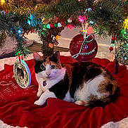 Shadow joined the competition — help win amazing prizes! cat, calico_cat, christmas_tree, ornament, christmas_lights, tree_skirt, holiday_decor, festive, indoor, pet, animal, fur, relaxing, colorful, red, green, white, decorative, cute, cozy