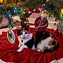 cat, calico_cat, christmas_tree, ornament, christmas_lights, tree_skirt, holiday_decor, festive, indoor, pet, animal, fur, relaxing, colorful, red, green, white, decorative, cute, cozy
