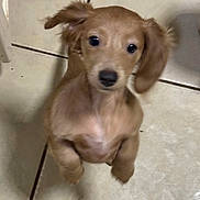 Sammie Jo is registered to the contest to win money with this photo: adorable, animal, brown_dog, canine, cute, dog, domestic_animal, ears, floor, fur, furry, indoor, jumping, looking_up, pet, playful, puppy, small_dog, tile_floor, young_dog